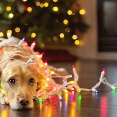 SPITFIRE NEW YEAR Christmas LABS