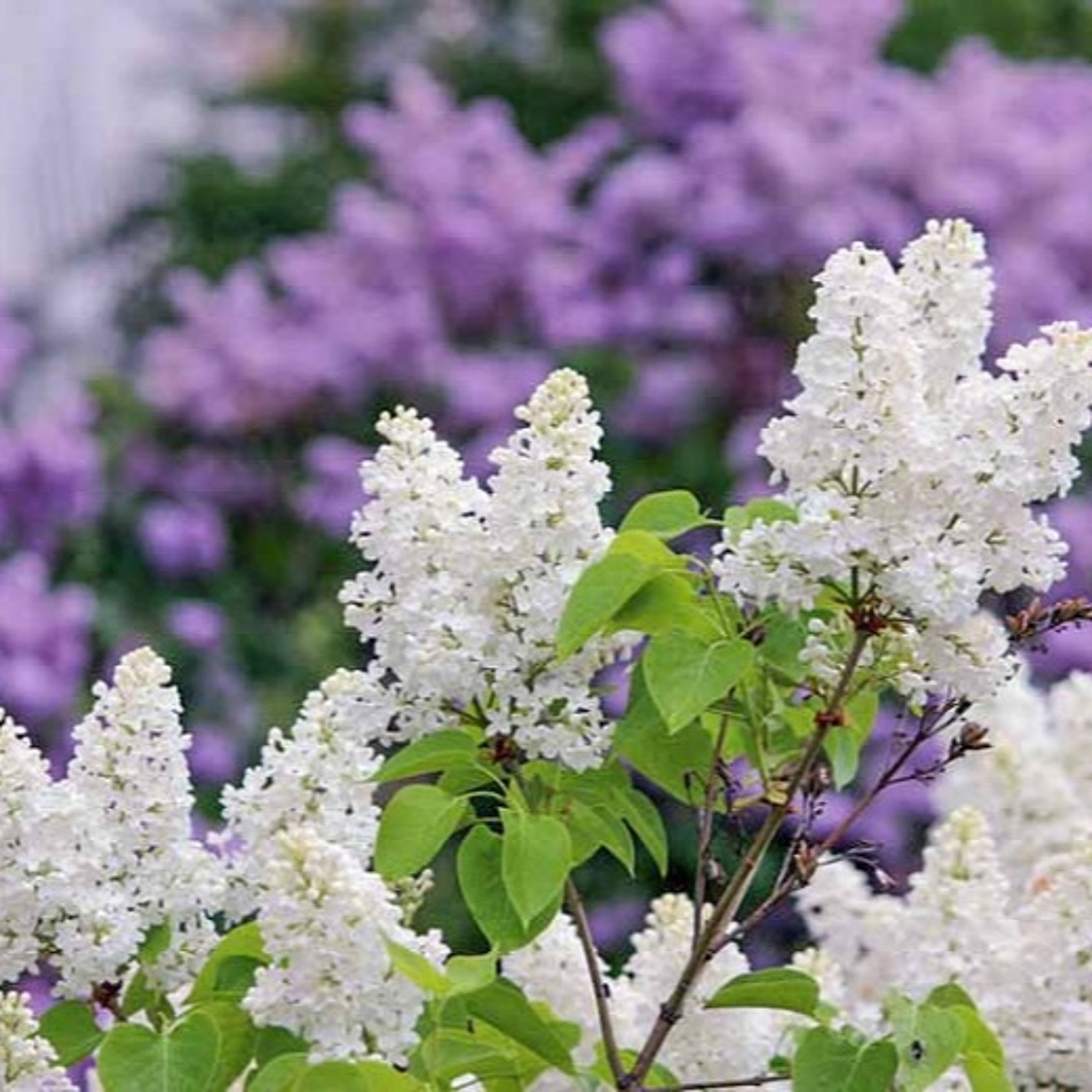 Lilacs In Spring episode artwork