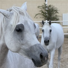 ياهبوب الكوس - بخيت المرر