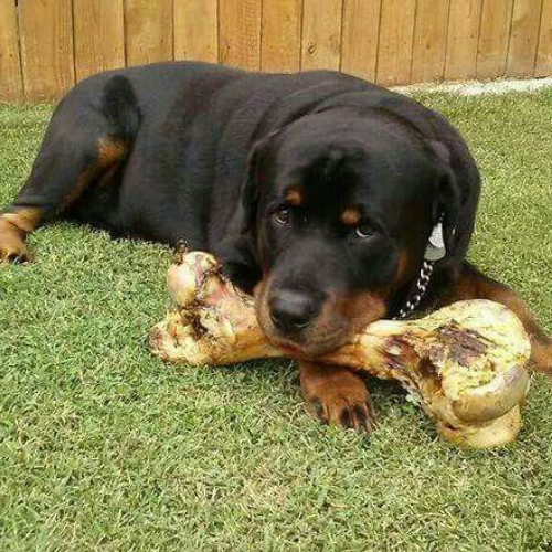 Like A Dog With A Bone