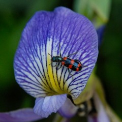 HK_Calm-&-Steady_tracks_143