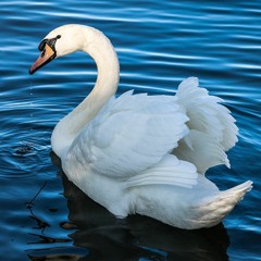 Mozart Rondo A Moll - John Bogomil