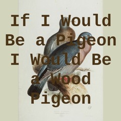 If I Would Be A Pigeon I Would Be a Wood Pigeon