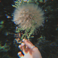 dandelions