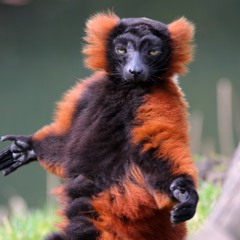 L'illusion  du monstre