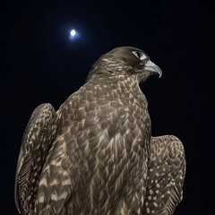 ‎⁨فلاح المسردي | محمد بن فطيس⁩.m4a