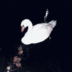 white g00se (prod . 4o4 + watermanrecordz)