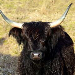 Ya Wee Beastie