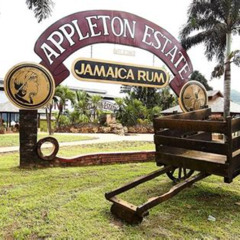 Review Special Price Appleton Estate Rum Tour And Tasting From Negril