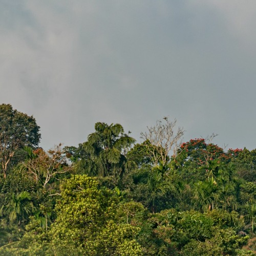 Miro - Fall (Duality Contest)