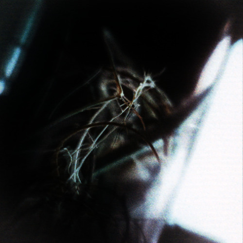 sgnl.bld