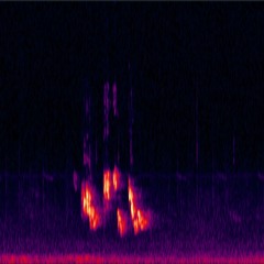 Dawn Chorus 2024-02-02