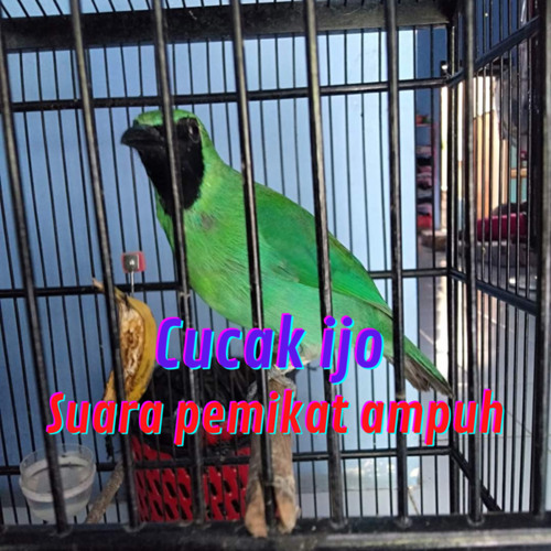 Cucak Ijo Suara Pemikat Ampuh (Live)