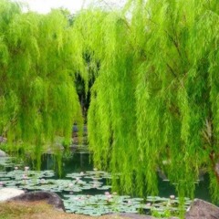 Willow Tree