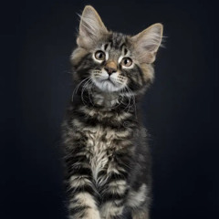 Nå Tar Vi Det Heeeelt Rolig, Folkens