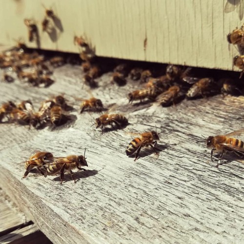 Stream episode 1.4 Why Bees Matter Green Month Special Episode! by