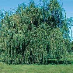 weeping willows over me