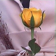 flores amarelas. poemas de trégua