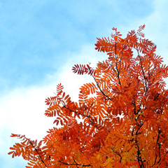 Rowan Bush