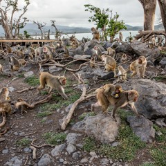 Monkey Island