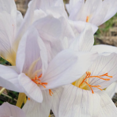 1 - Crocus