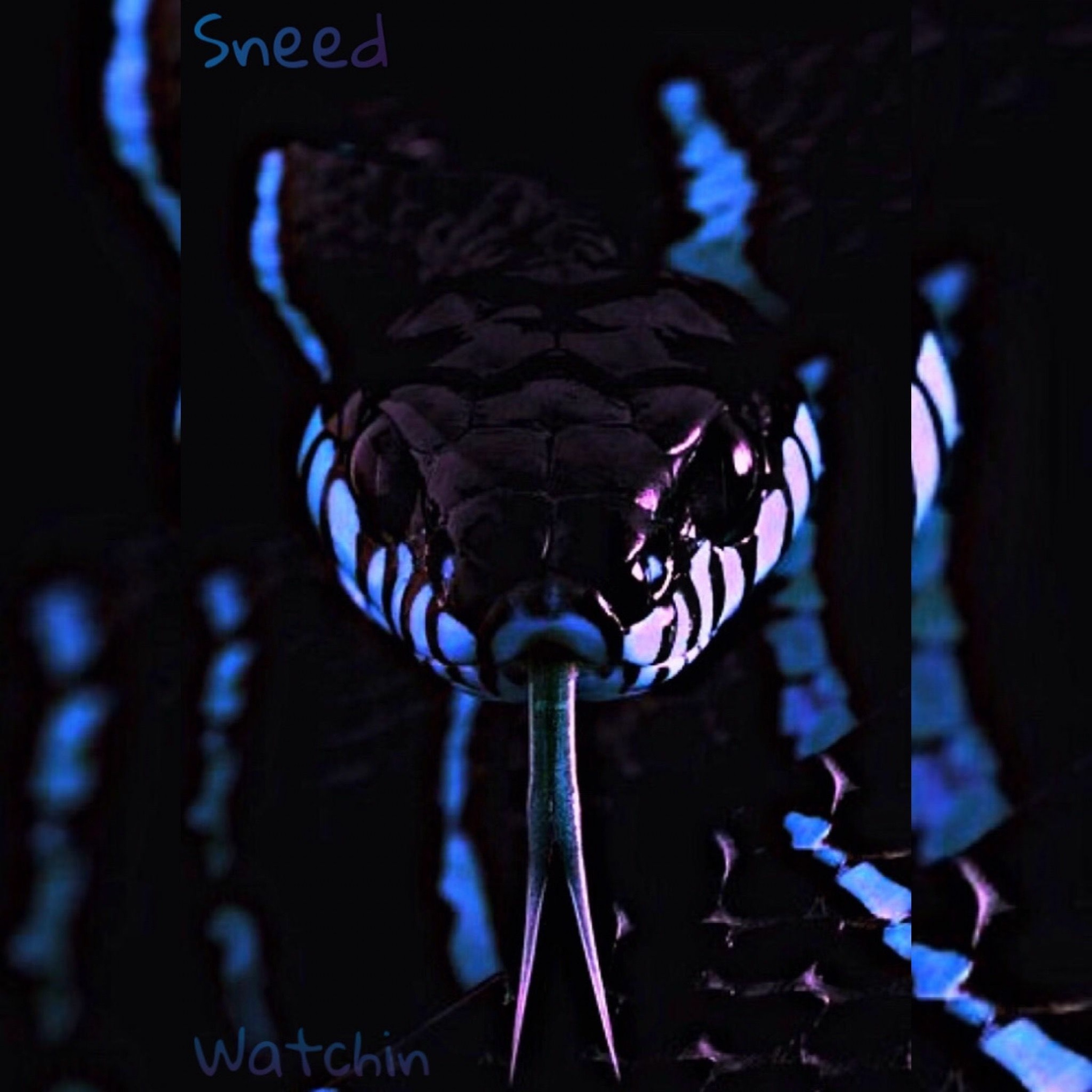 Sneed