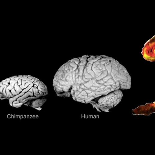 Evolving Big Brains Only To Go Extinct From Stupidity