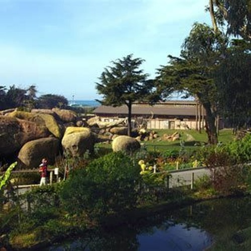 Stream 99 Best Incredible San Francisco Zoo Free Day References Tour by