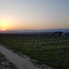 Ingelheim