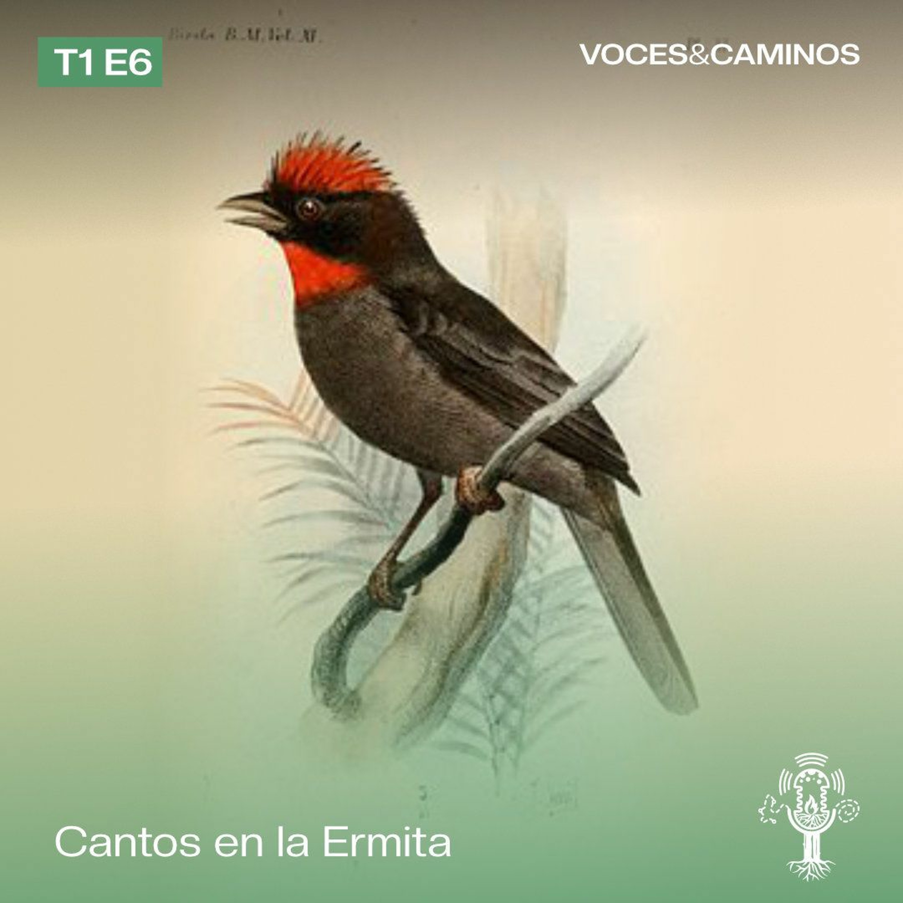 Voces y Caminos