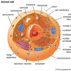 Cells Cells -Parts of the cell Rap