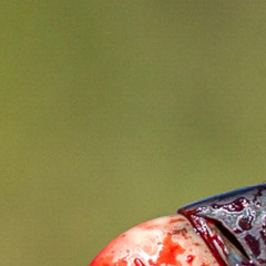 North Miami Vulture (2010)