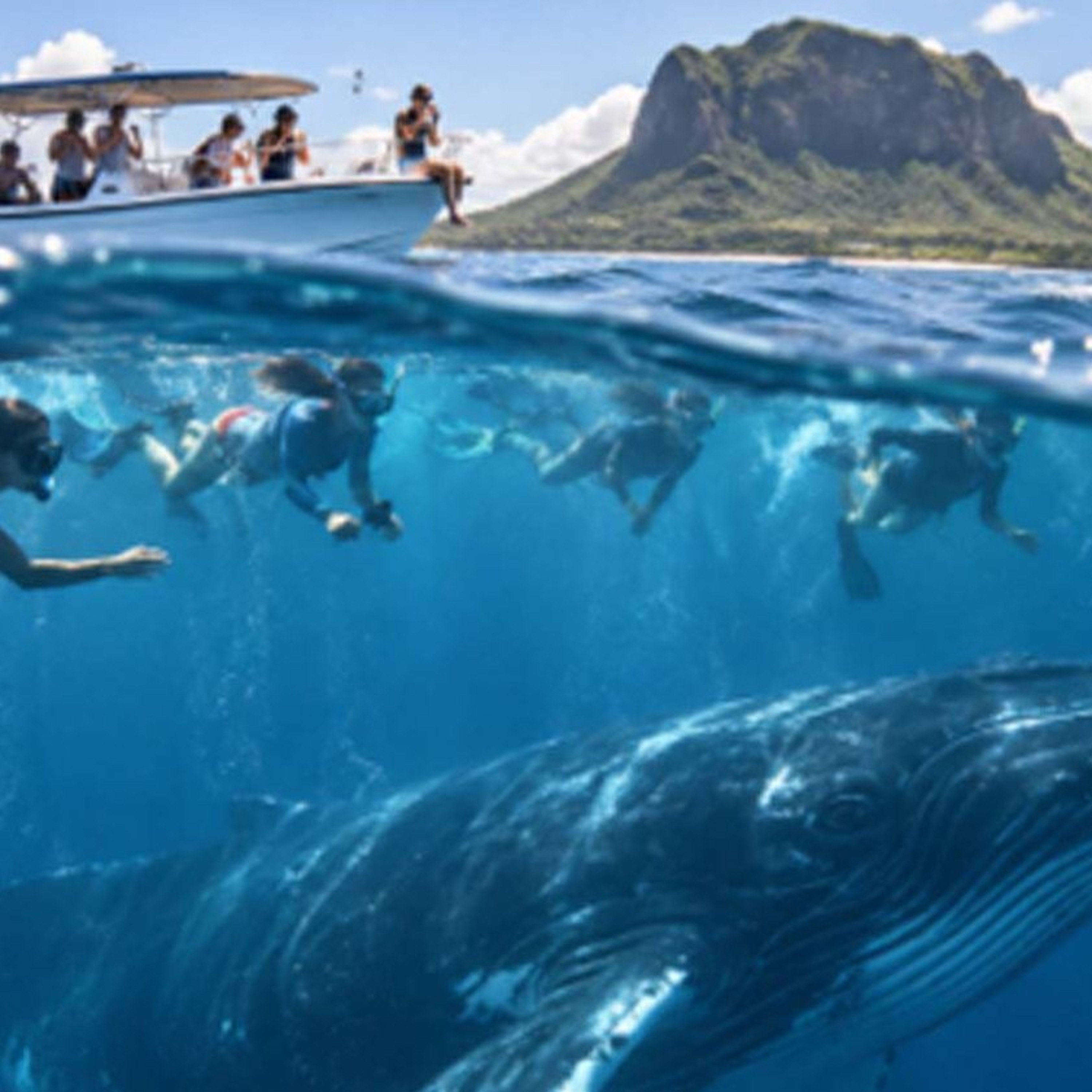 Nage illégale avec les baleines : 181 inspections et 58 contraventions depuis le début de l’année