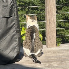 stickaround.coverm4a