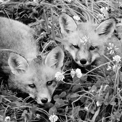 Oh, sweet Fox♡