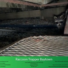 Raccoon Trapper Baytown - AAAC Wildlife Removal of Texas Gulf Coast