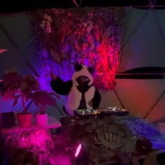 Black Panda Live @ Fauxliage - Burning Man 2024 - Monday Night