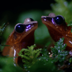 Pattern - Experimental Ambient Beat Prod. Stolas