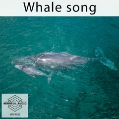 MAFX025 WHALE SONG Demo