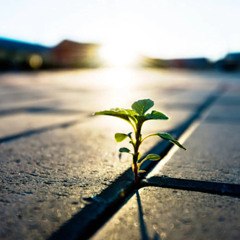 Light in Dark Times (Rabbi Sacks on Vayetse, Covenant & Conversation)