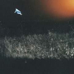What's My Action EP (Lucidity Animi)