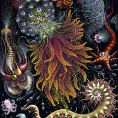 Hypnagogic - Fluid Desires RM
