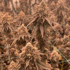 lupo.kadafi ,,Insel” (snippet)