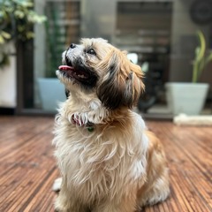 Leo 1.0