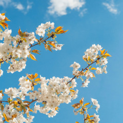 LaCrisis x HyooMin - Spring Came Too Soon Ideas 1.2.2