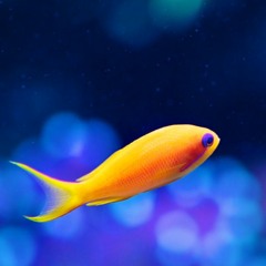 Ocean Fish