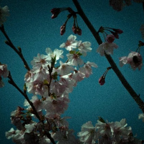 Touhou-Style Original/Collab | Shenanigans Of The Fantasia Duo ~ À La Terrasse D'un Café