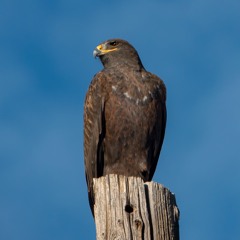 Episode 162 Colorado River Water And Grand Birds