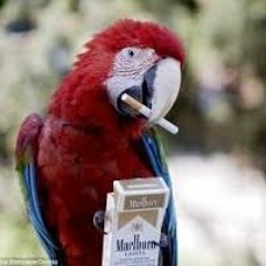 Stimulate - (Prod - MoRice)