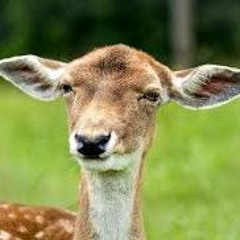 fordadoe (IllFinishThisShitLater)